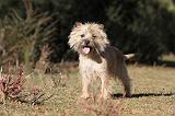 CAIRN TERRIER 336